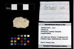Foto (Objekt + Etikett) von Coelopus sp.  (NHMW-GEO-1990-0041-3970)